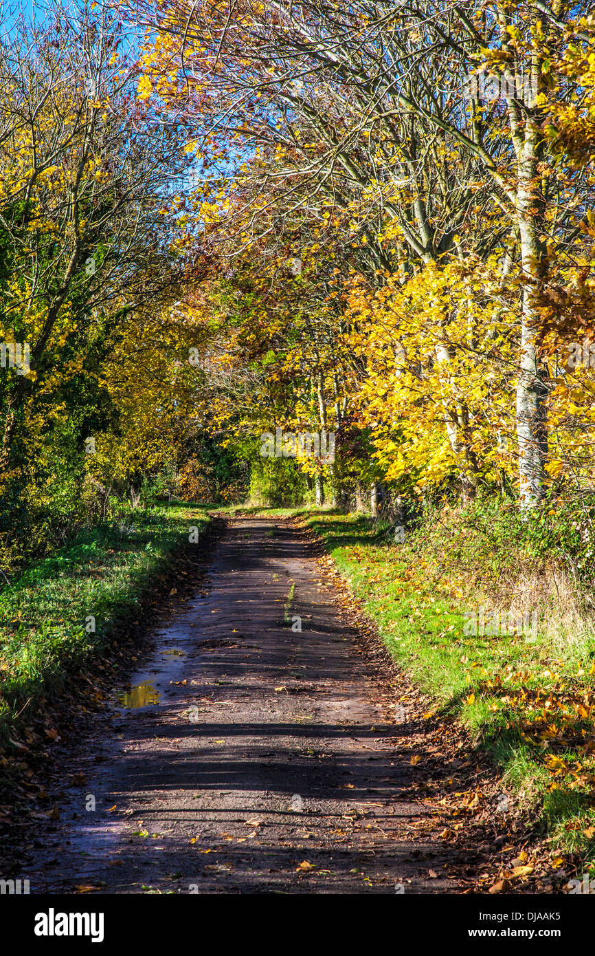 Un angosto país pista o carril en finales de otoño. Foto de stock