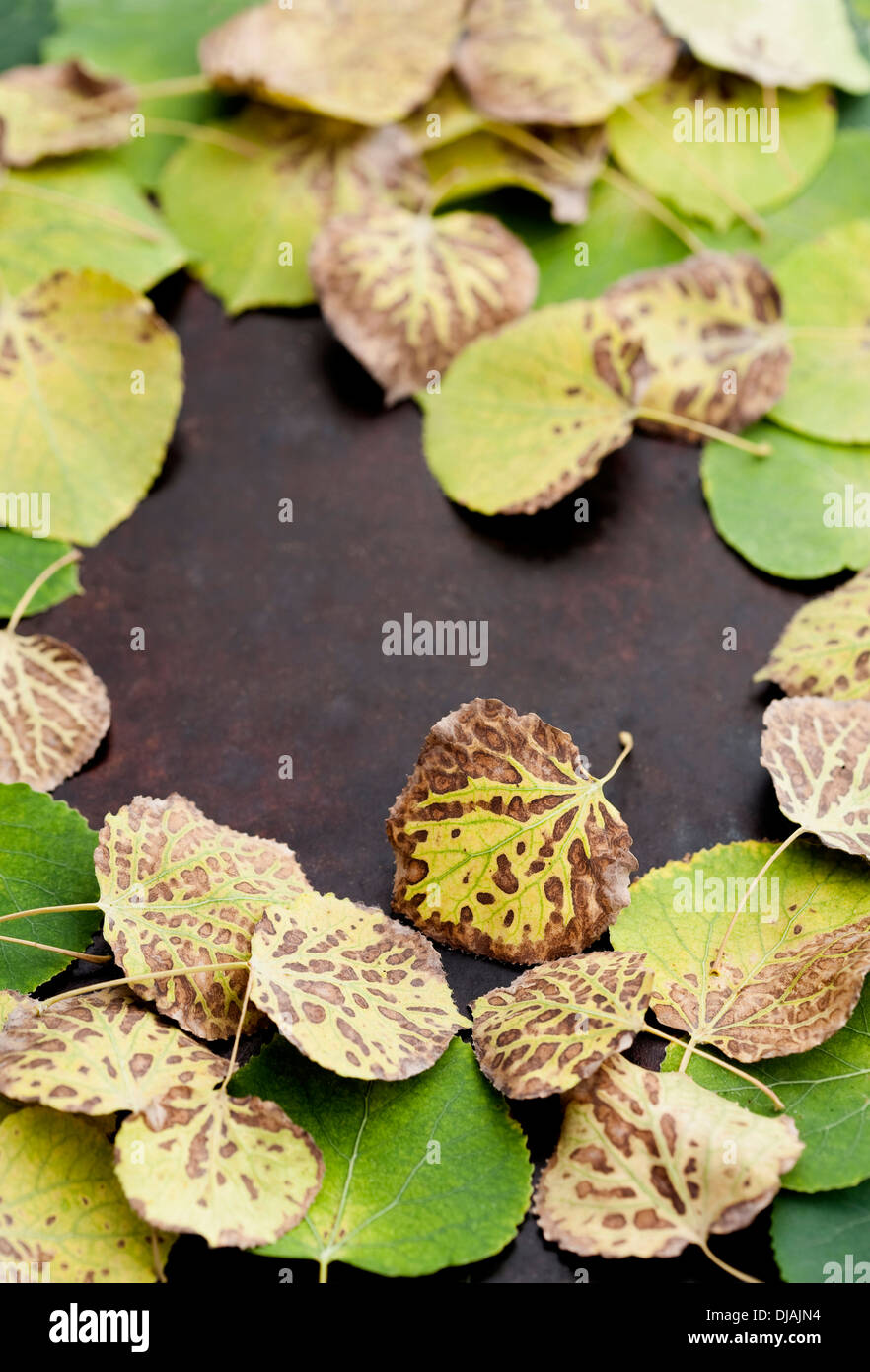 Hojas de otoño sobre la superficie Foto de stock