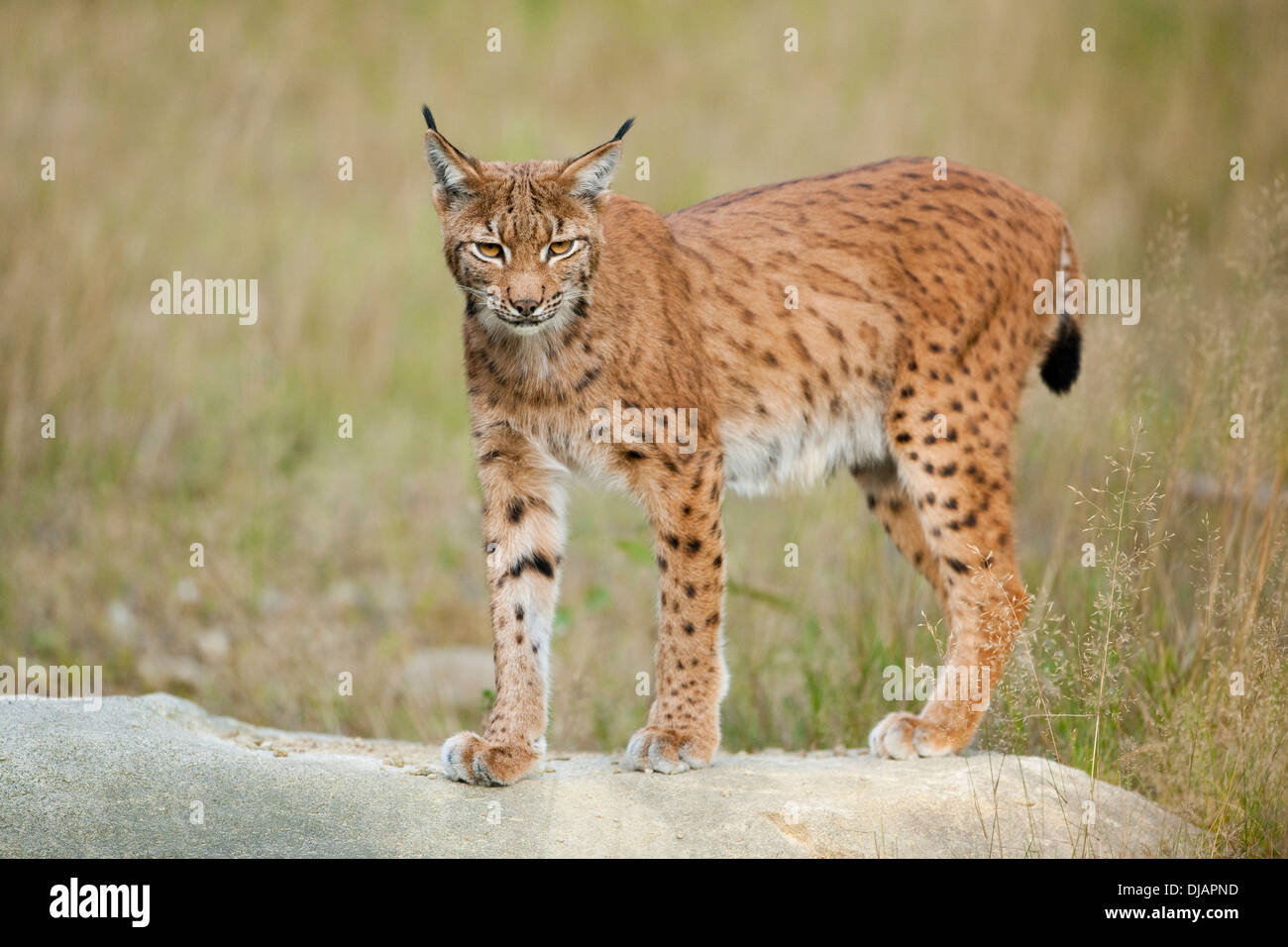 El lince eurásico (Lynx lynx), de pie sobre una roca en un recinto de animales, el Parque Nacional del Bosque Bávaro, Baviera, Alemania Foto de stock