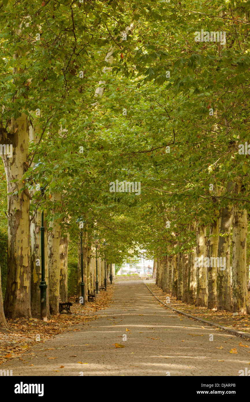 Paseo bordeado de árboles en el parque Foto de stock