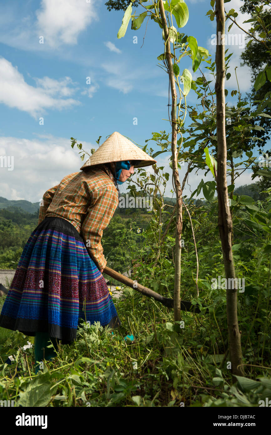 Grupo de la minoría Hmong Flor chica ayuda al hecho de maíz en la granja hill, Bac Ha, Lao Cai, Vietnam Foto de stock