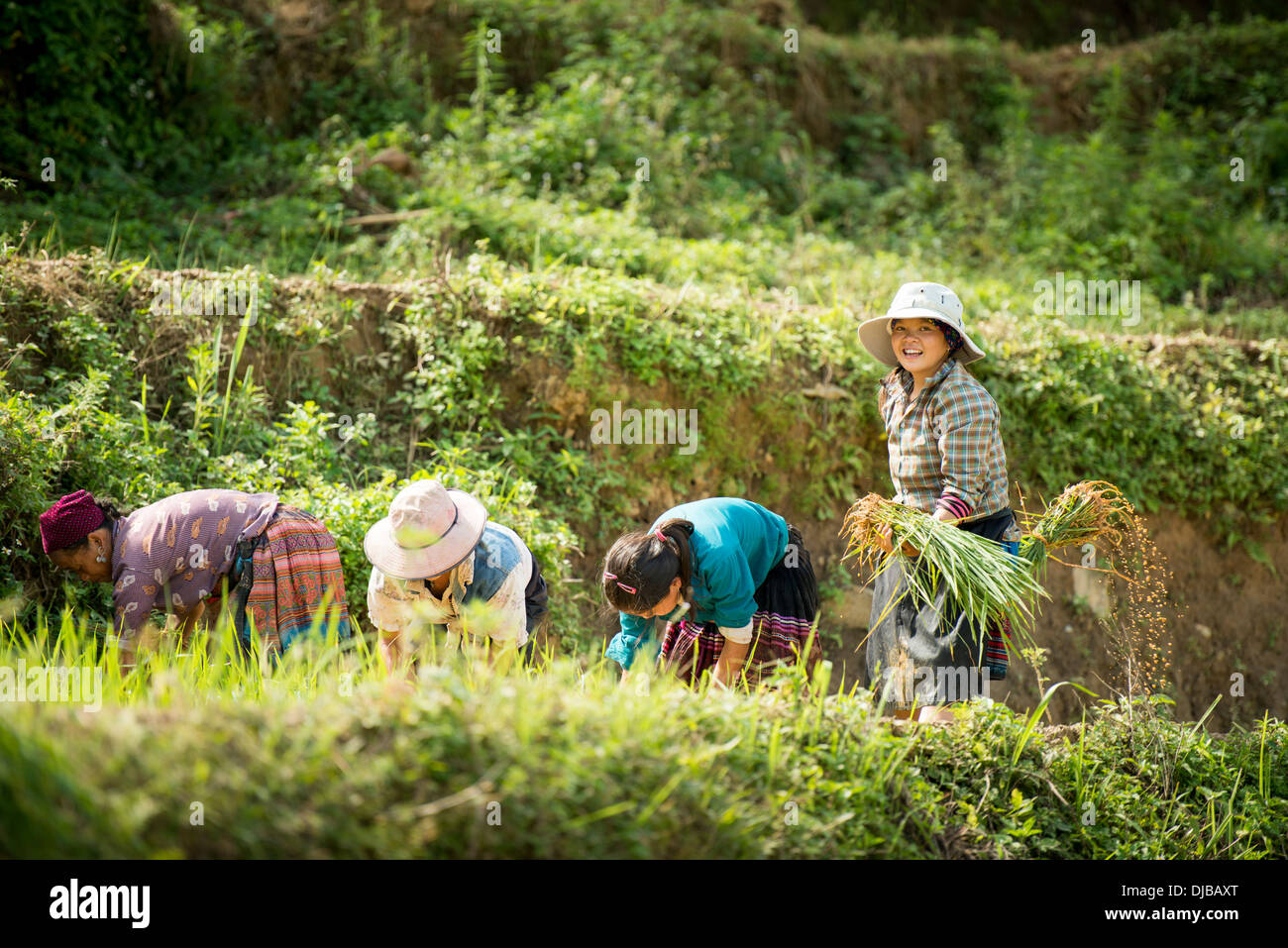 Plantar arroz grupo minoritario Flor aldeanos Hmong, Bac Ha, Lao Cai, Vietnam Foto de stock