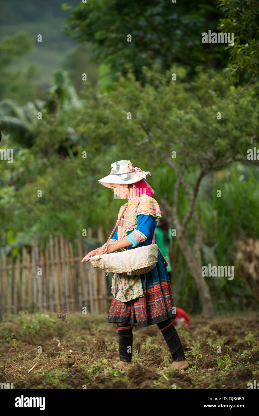 Grupo Minoritario Flor mujer Hmong, sembrar maíz, Bac Ha Lao Cai, Vietnam Foto de stock