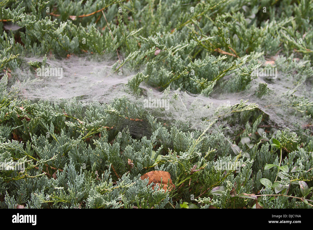 Cubierta de tierra siempreverde planta cubierta en una telaraña en otoño Foto de stock