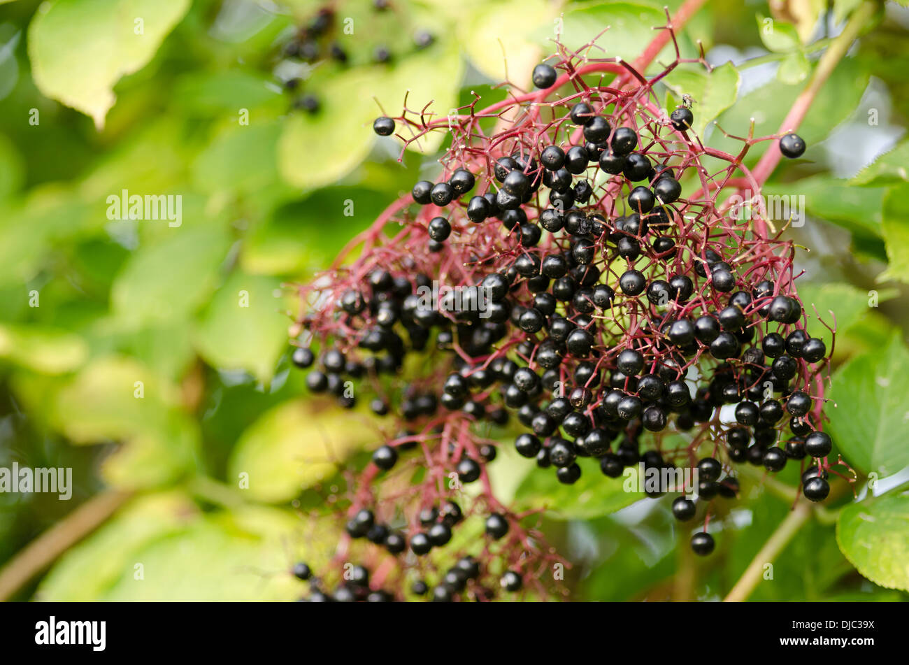 Ramita de elderberry, Sambucus nigra, saúco con frutas maduras Foto de stock