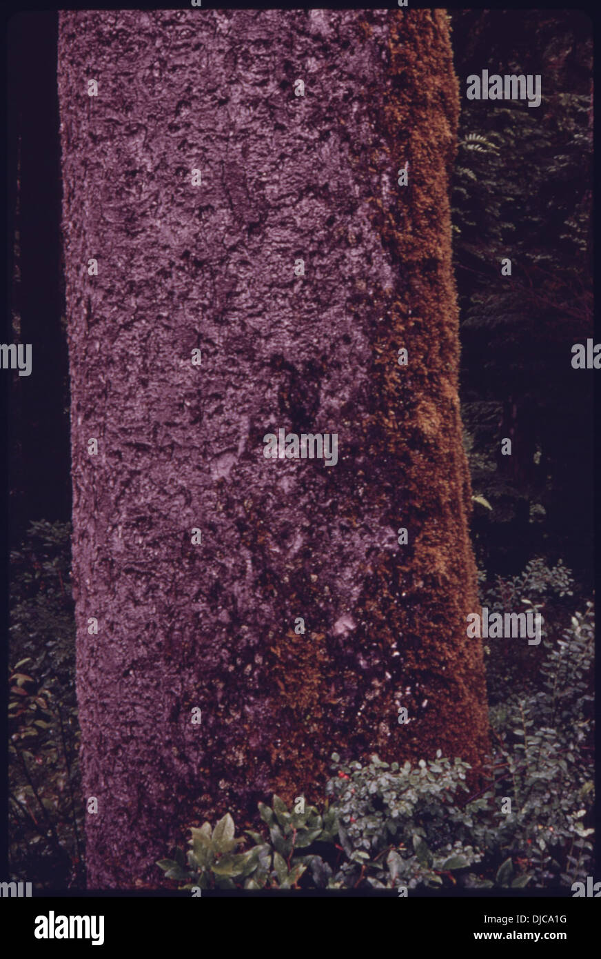 Blsamo tronco, de 200 años de antigüedad, fotografiado en el timberland en  la isla de Vancouver, British Columbia. Cerca de Puerto . 616 Fotografía de  stock - Alamy