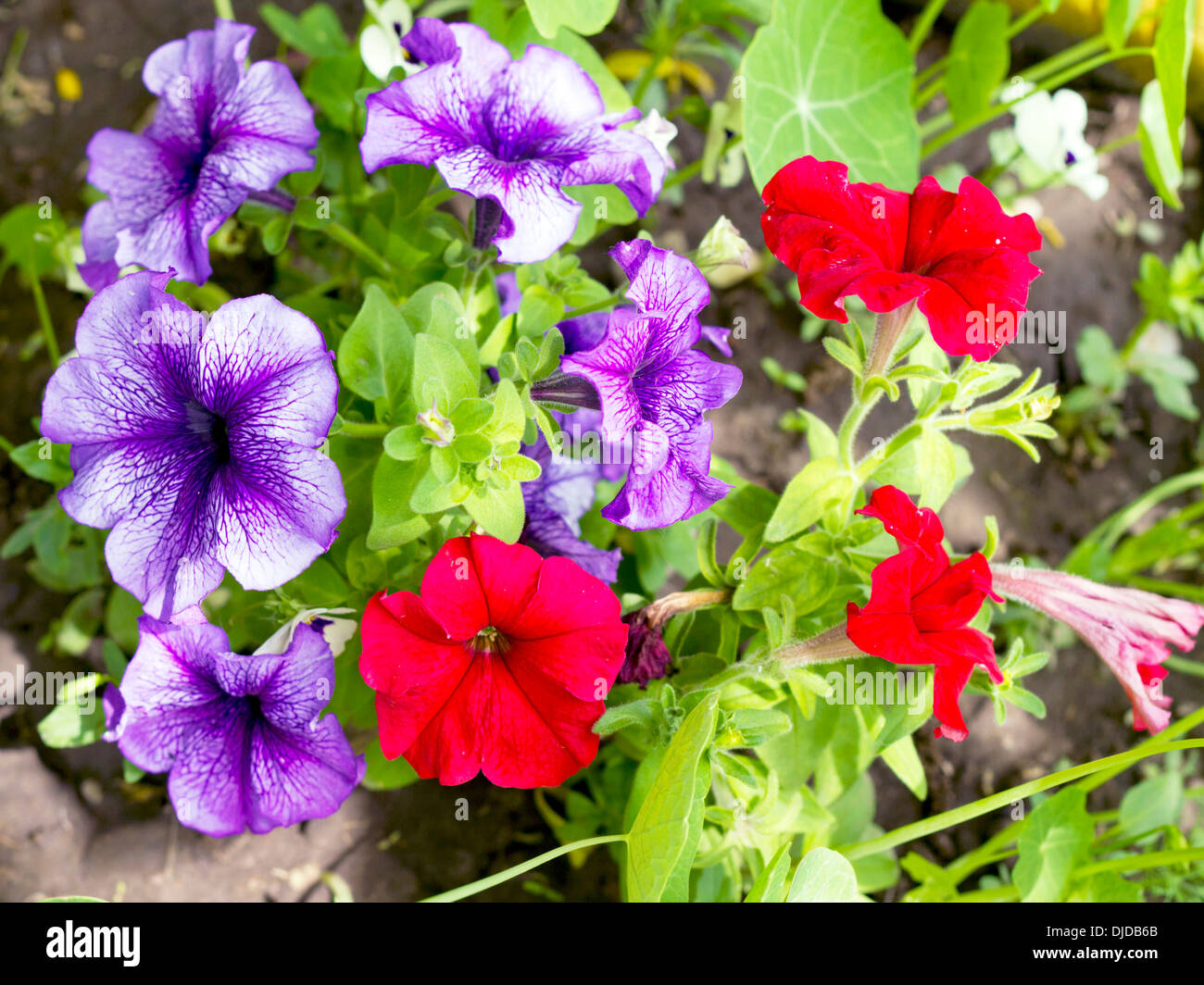 Imagen petunia parterres de rojo y violeta. Foto de stock