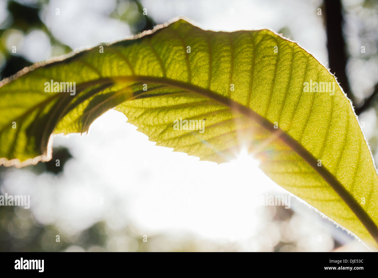 Hoja de planta con el brillo del sol. Foto de stock