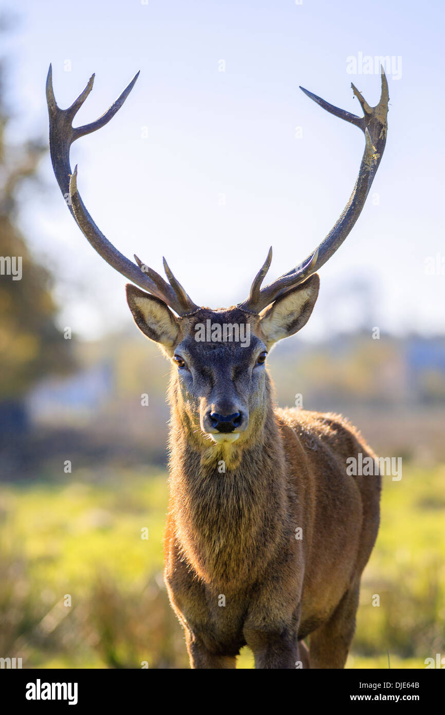 Retrato de majestuoso adulto poderoso ciervo ciervo en otoño Foto de stock
