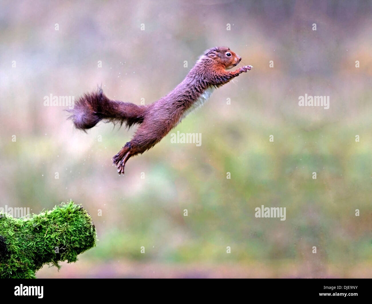 Ardilla roja saltando de rama, saltando Foto de stock