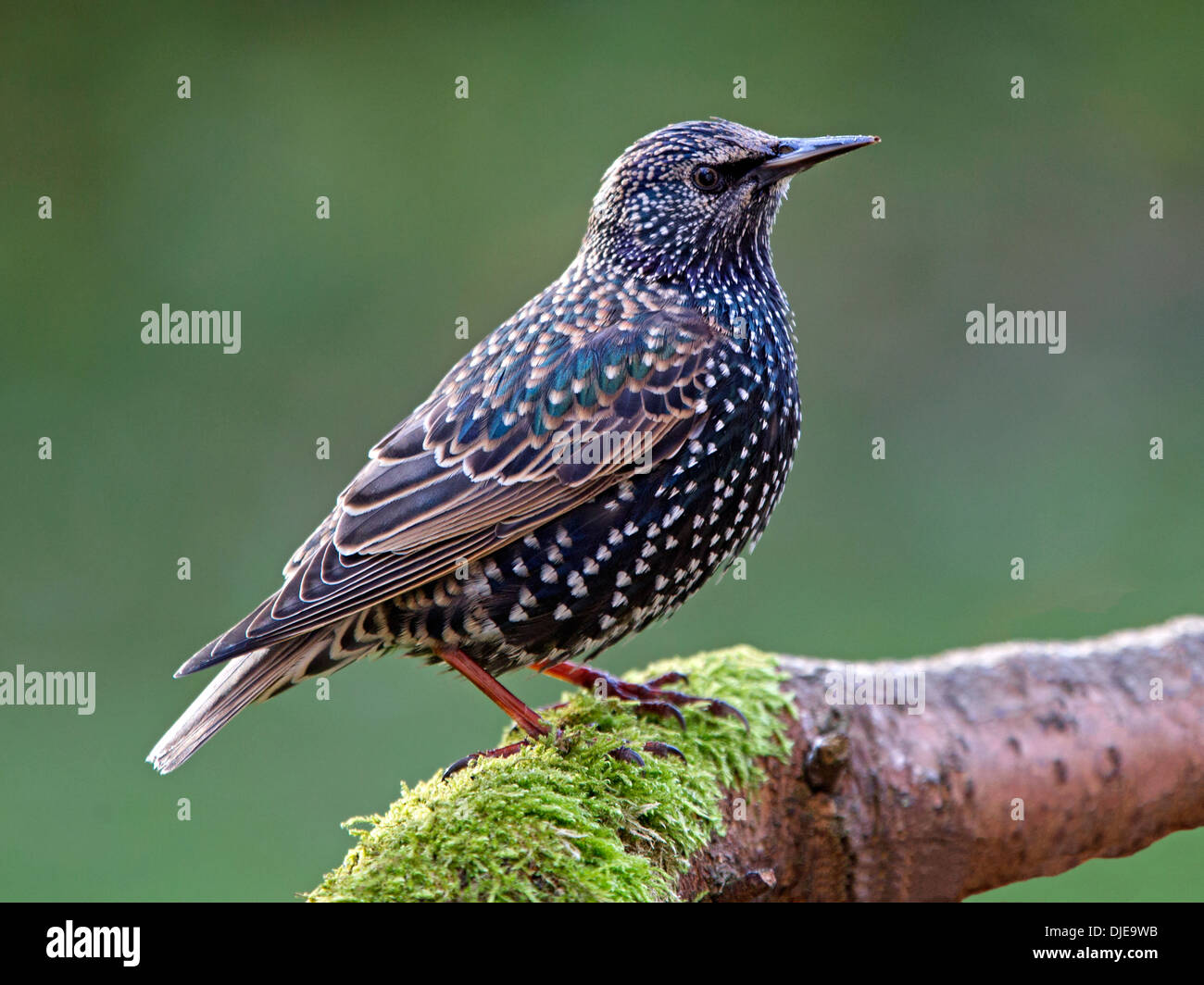 Starling encaramado en la rama Foto de stock