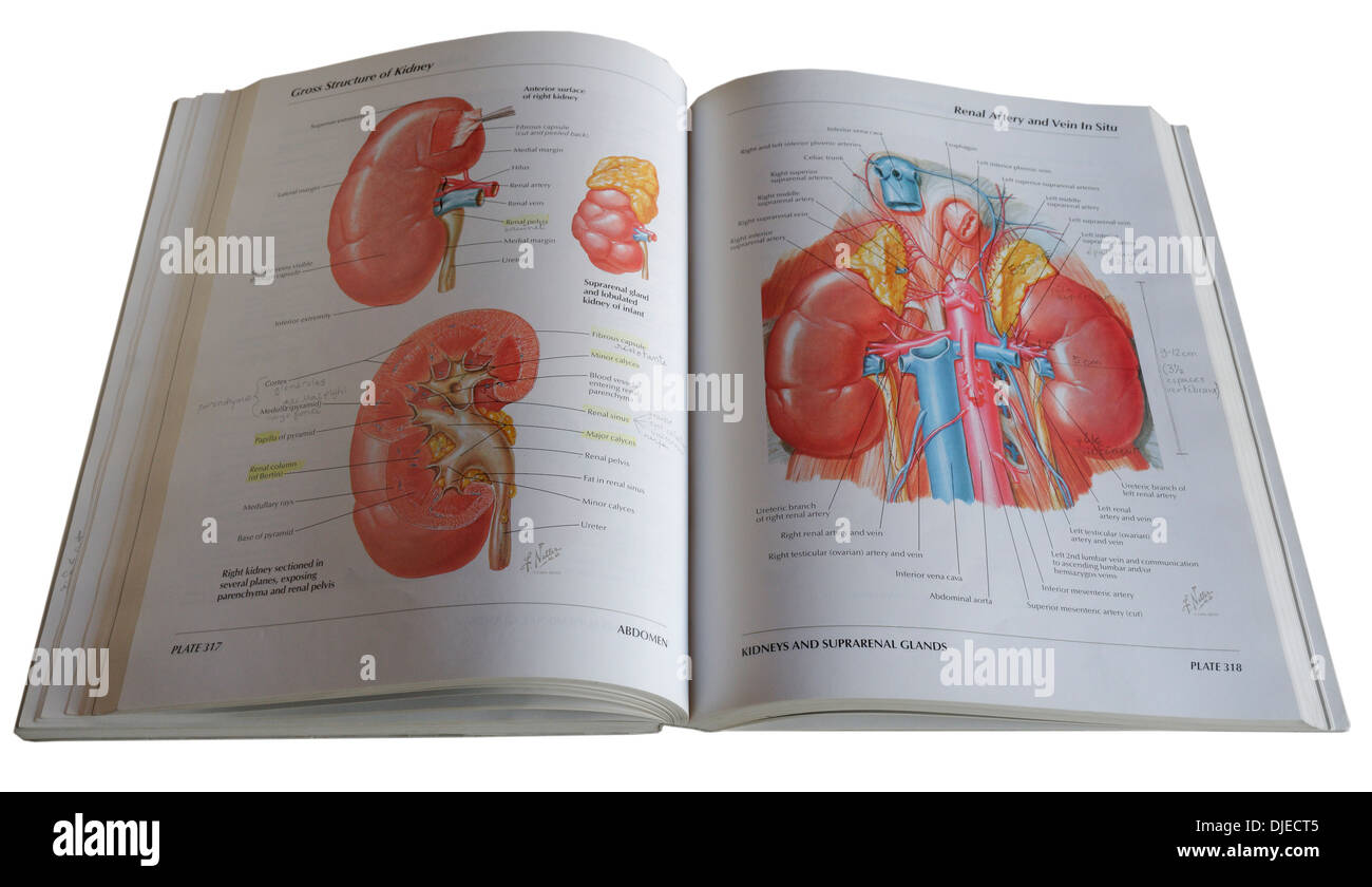 Un libro de medicina diagrama anatómico Foto de stock