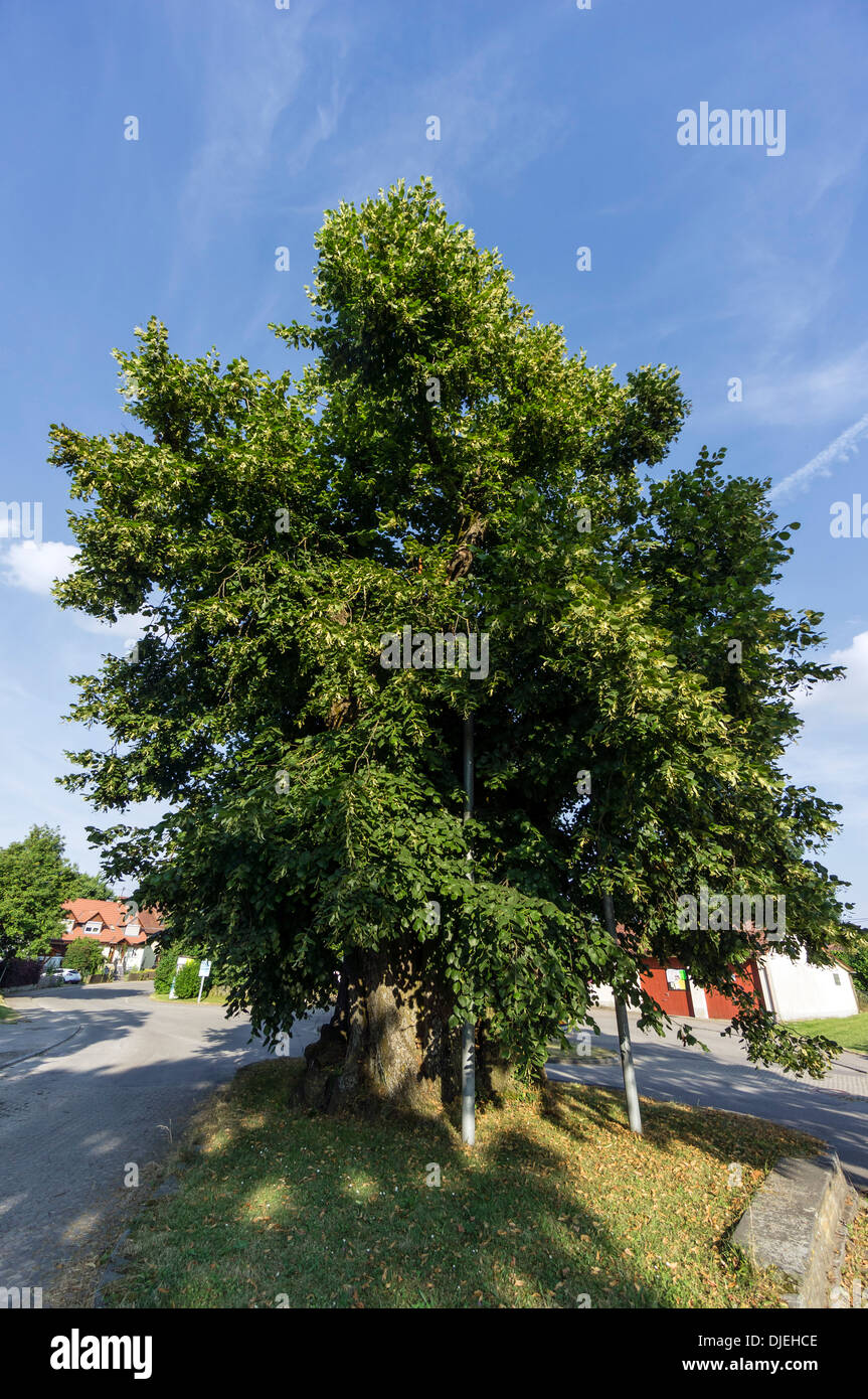 Más de 500 años de antigüedad en el Lime Tree Hohenbodman, Baden Wuertemberg, Alemania Foto de stock