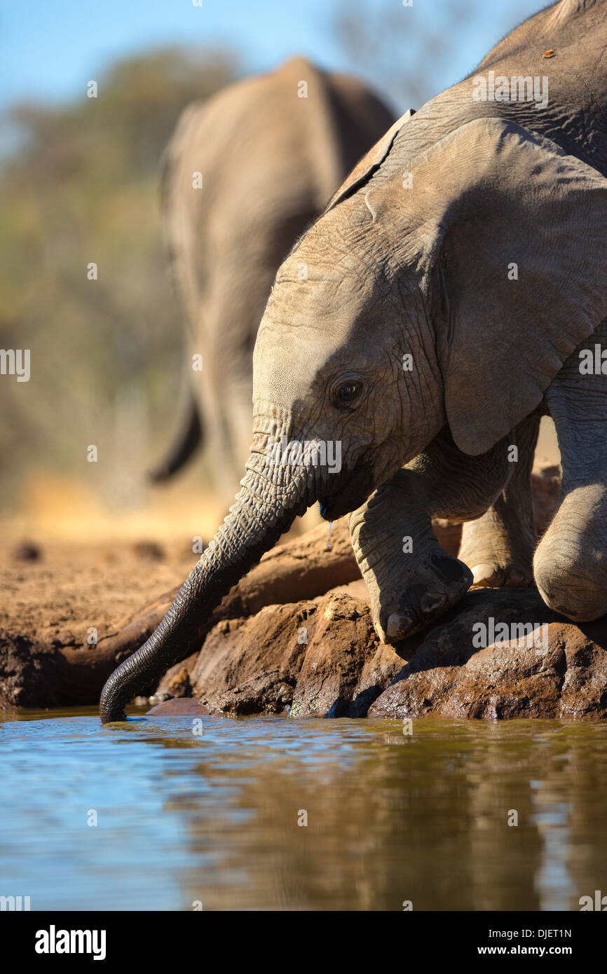 Elefante africano (Loxodonta africana) bebé elefante bebiendo en un abrevadero en la Reserva de Caza de Mashatu.Botswana Foto de stock