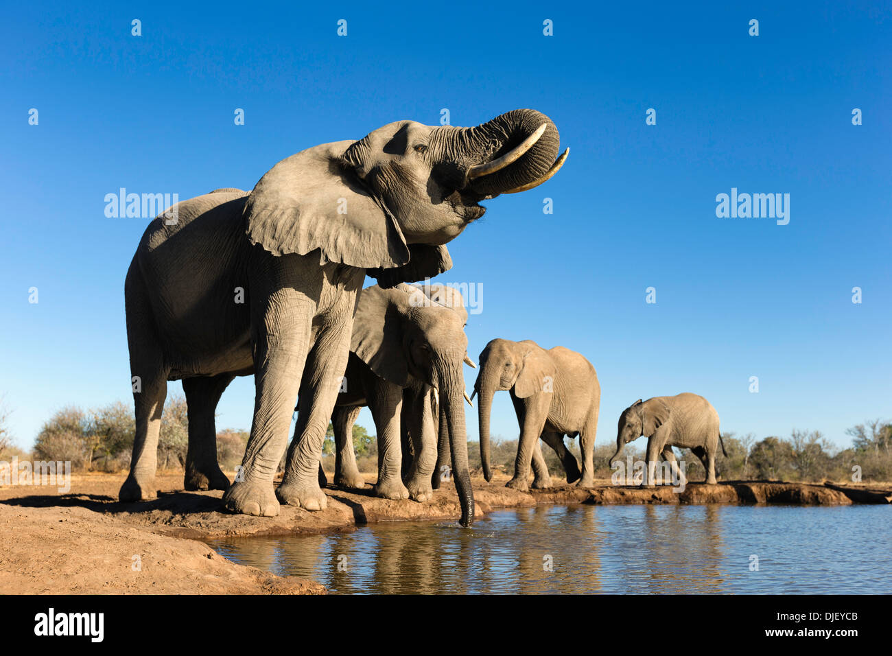 Elefante africano (Loxodonta africana), pequeño grupo de elefantes bebiendo en un abrevadero en la Reserva de Caza de Mashatu.Botswana Foto de stock
