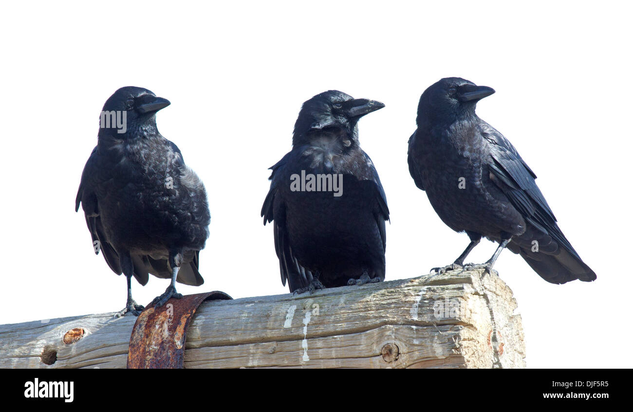 Cuervos americanos fotografías e imágenes de alta resolución - Alamy