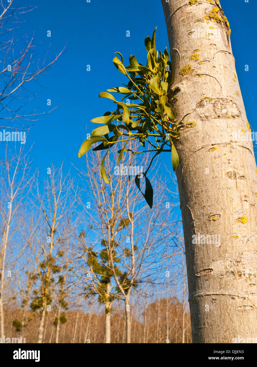 Muérdago nuevo crecimiento en Poplar tronco de árbol - Francia. Foto de stock