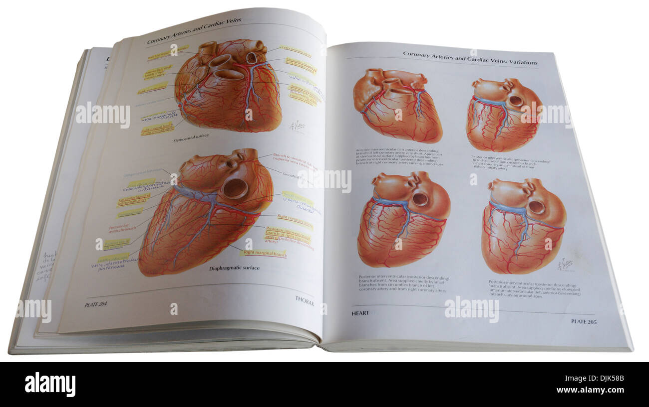 Un libro de medicina diagrama anatómico Foto de stock
