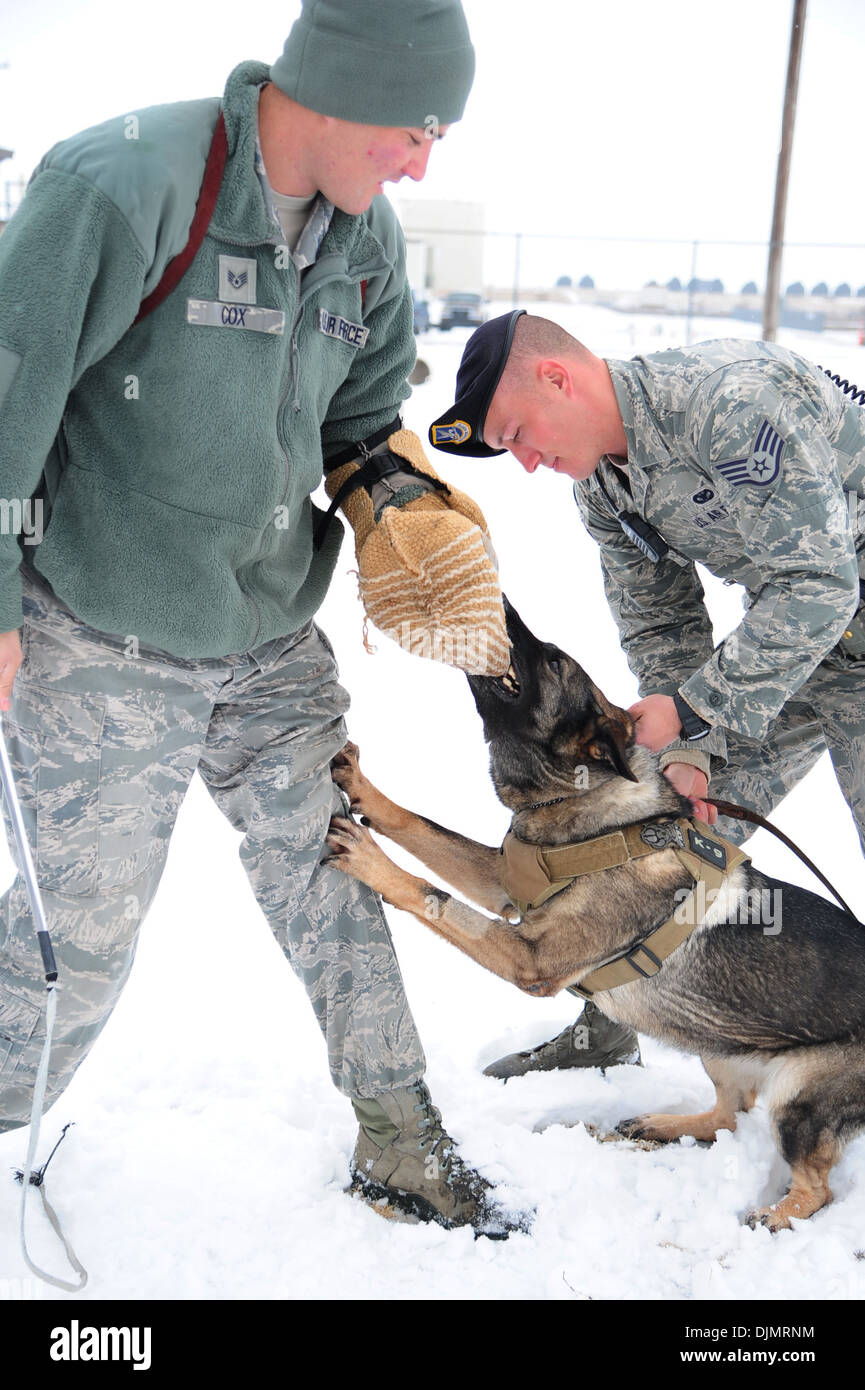 La base de la Fuerza Aérea de Altus, Oklahoma. -- Becky, 97º Escuadrón de las fuerzas de seguridad, las mordeduras de perros de trabajo militar de la Fuerza Aérea de EE.UU. El Sargento. Wesley Cox, 97adiestrador de perros de trabajo militar, durante la agresión civil formación con su controlador, el sargento de la Fuerza Aérea de EE.UU. David SMI Foto de stock