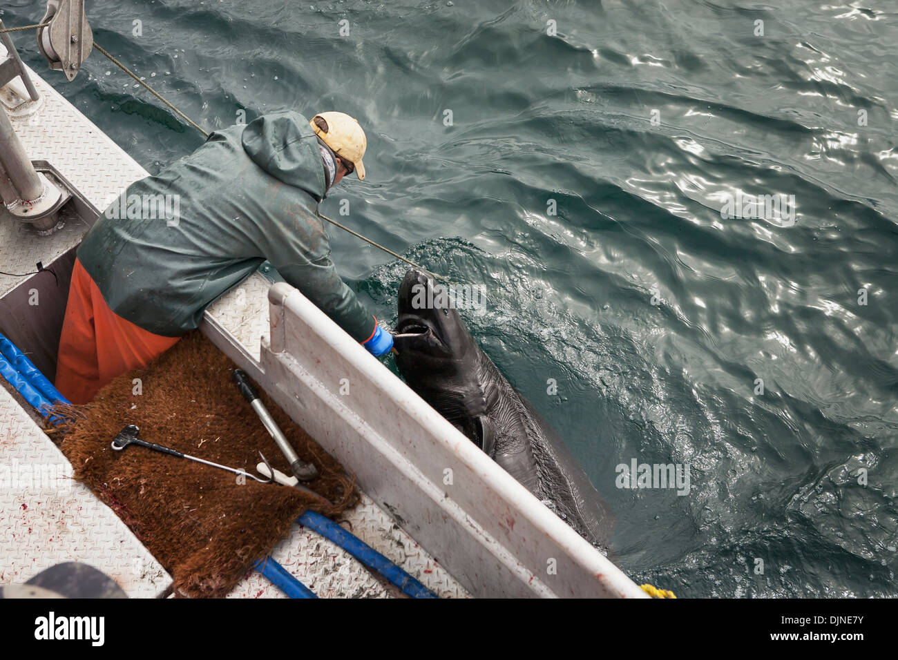 Buck Laukitis quitando un pacífico Sleeper Shark desde su Fletán comercial el palangre, en el suroeste de Alaska, en verano. Foto de stock