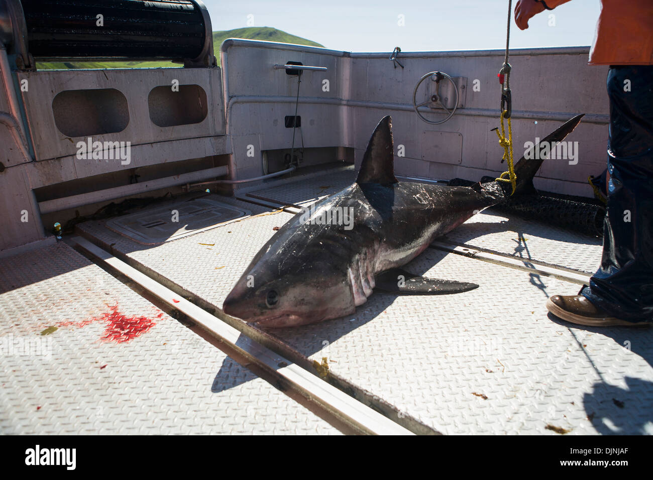 Un tiburón salmón capturado mientras la pesca del salmón en el Departamento de Pesca y Caza de Alaska 'zona de la península de Alaska' Foto de stock