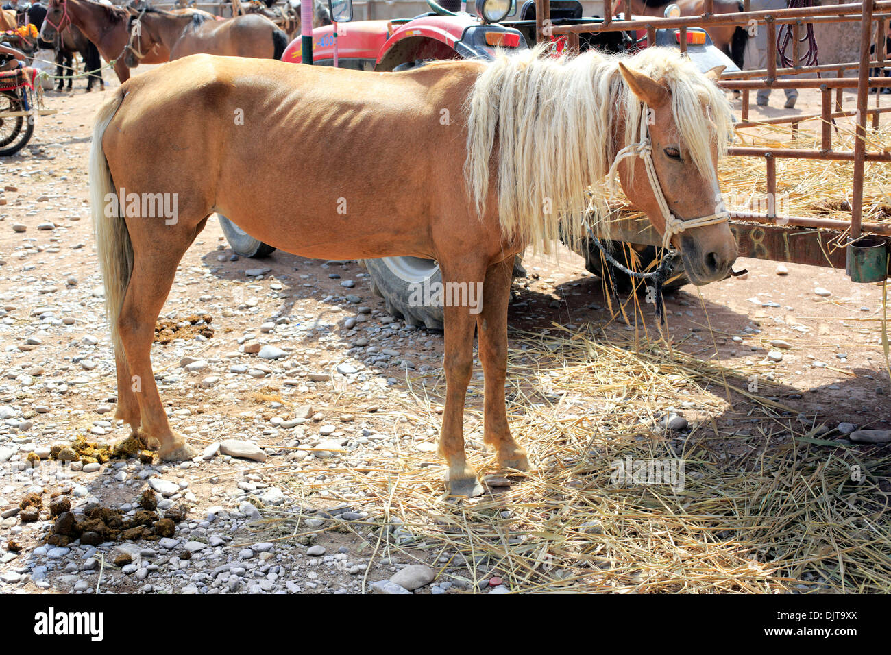 Mercado de ganado, Kashgar (Kashi), Prefectura de Kashgar, Región Autónoma Uigur de Xinjiang, China Foto de stock