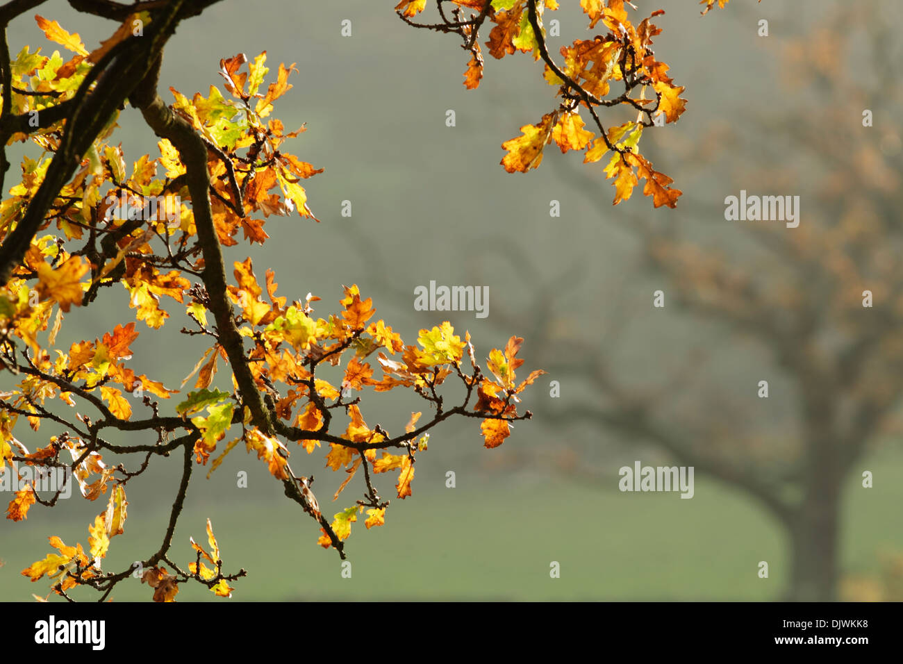 Tonos de otoño mostrando en inglés hojas de roble, nombre latino Quercus robur Foto de stock