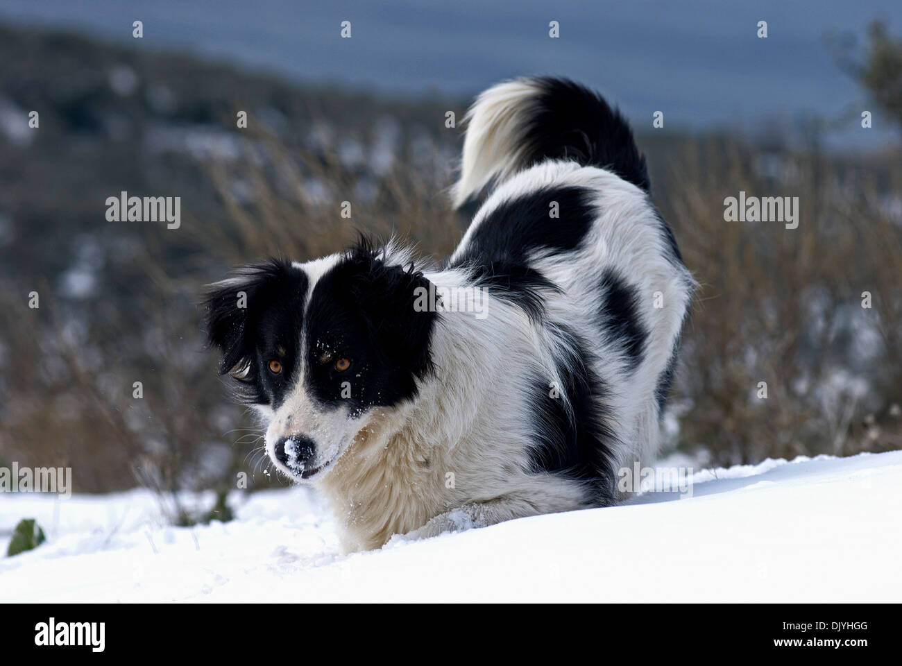 Perro cruce negro jugando en la nieve fotografías e imágenes de alta  resolución - Alamy