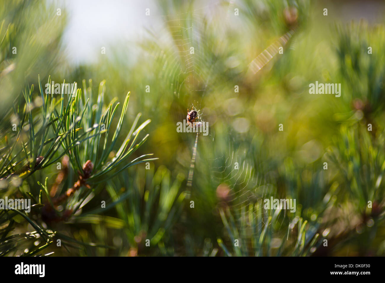 Cruceta en web con mariquita en un árbol de pino, bosque de Ashdown, REINO UNIDO Foto de stock