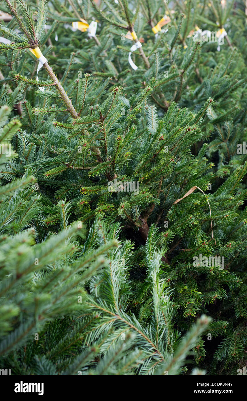 Filas de árboles de Navidad a la venta en un centro de jardinería Foto de stock