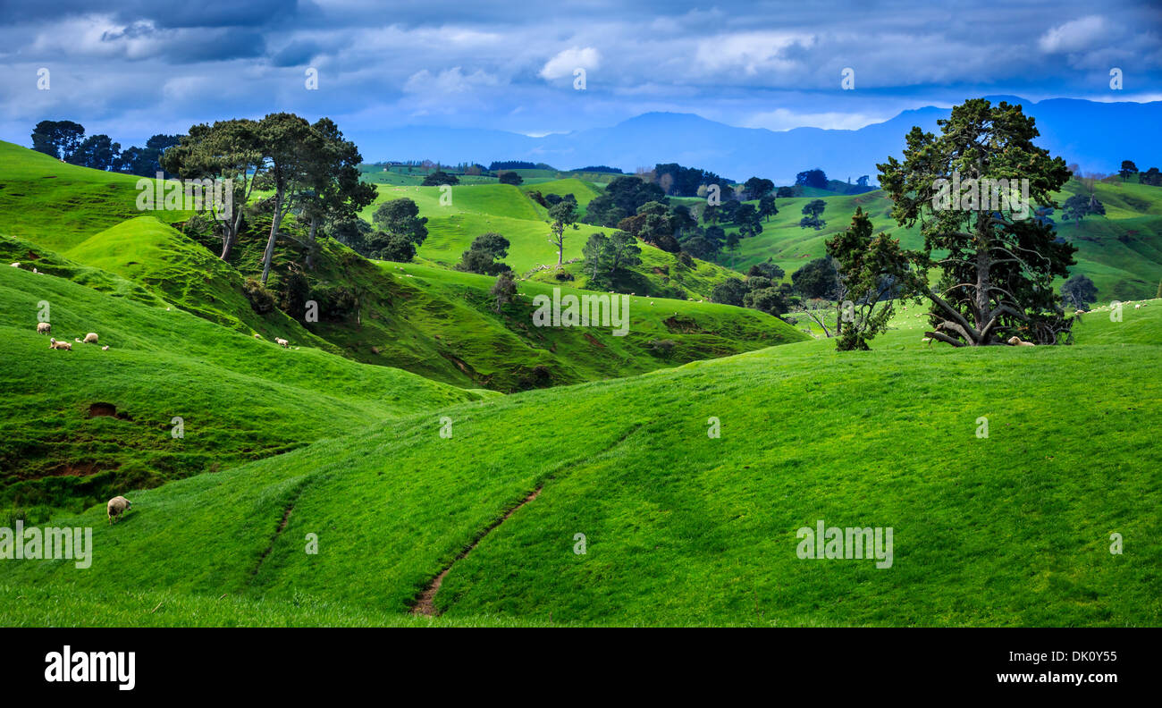 Paisaje en Hobbiton en la comarca, ubicación de El Señor de los anillos y el Hobbit trilogía, cerca de Matamata, Nueva Zelanda Foto de stock