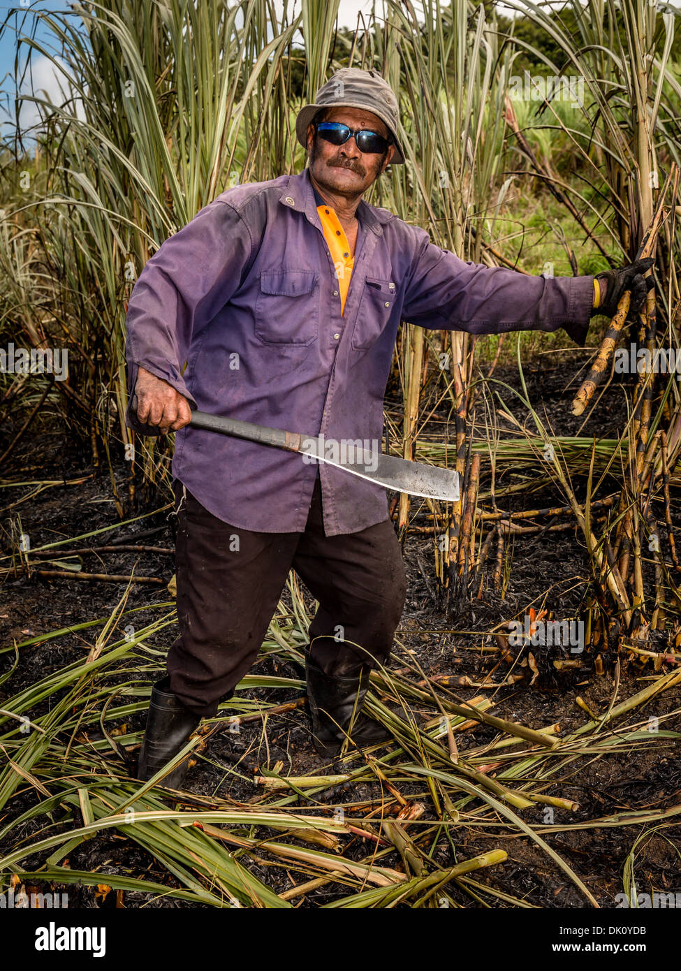 Cortando Caña De Azúcar Fotografías E Imágenes De Alta Resolución Alamy 5392