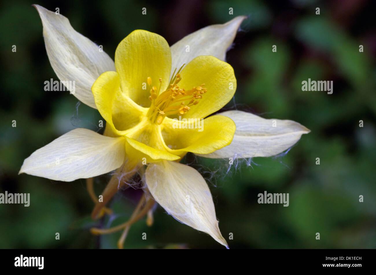 Cerca de una flor columbine amarillos y blancos. Foto de stock