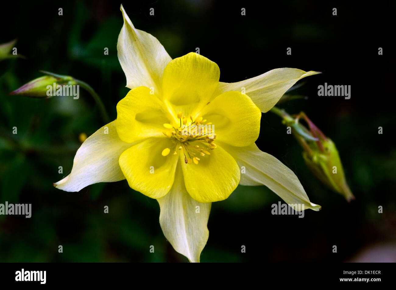 Cierre de un amarillo y blanco flor columbine con yemas colgando en el fondo. Foto de stock