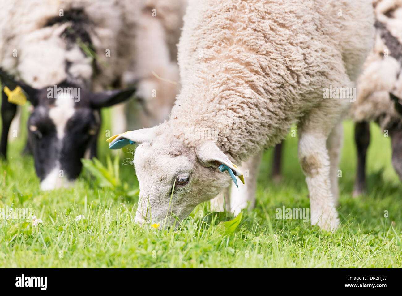 Primer plano de un rebaño de ovejas pastando en el prado Foto de stock