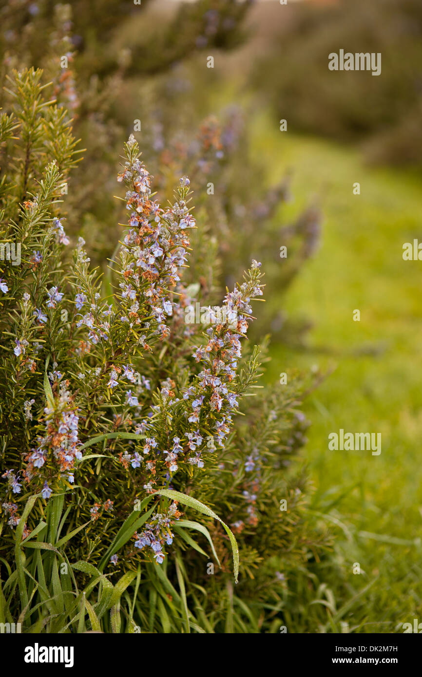 Cierre de fronteras de plantas florecientes en el jardín Foto de stock