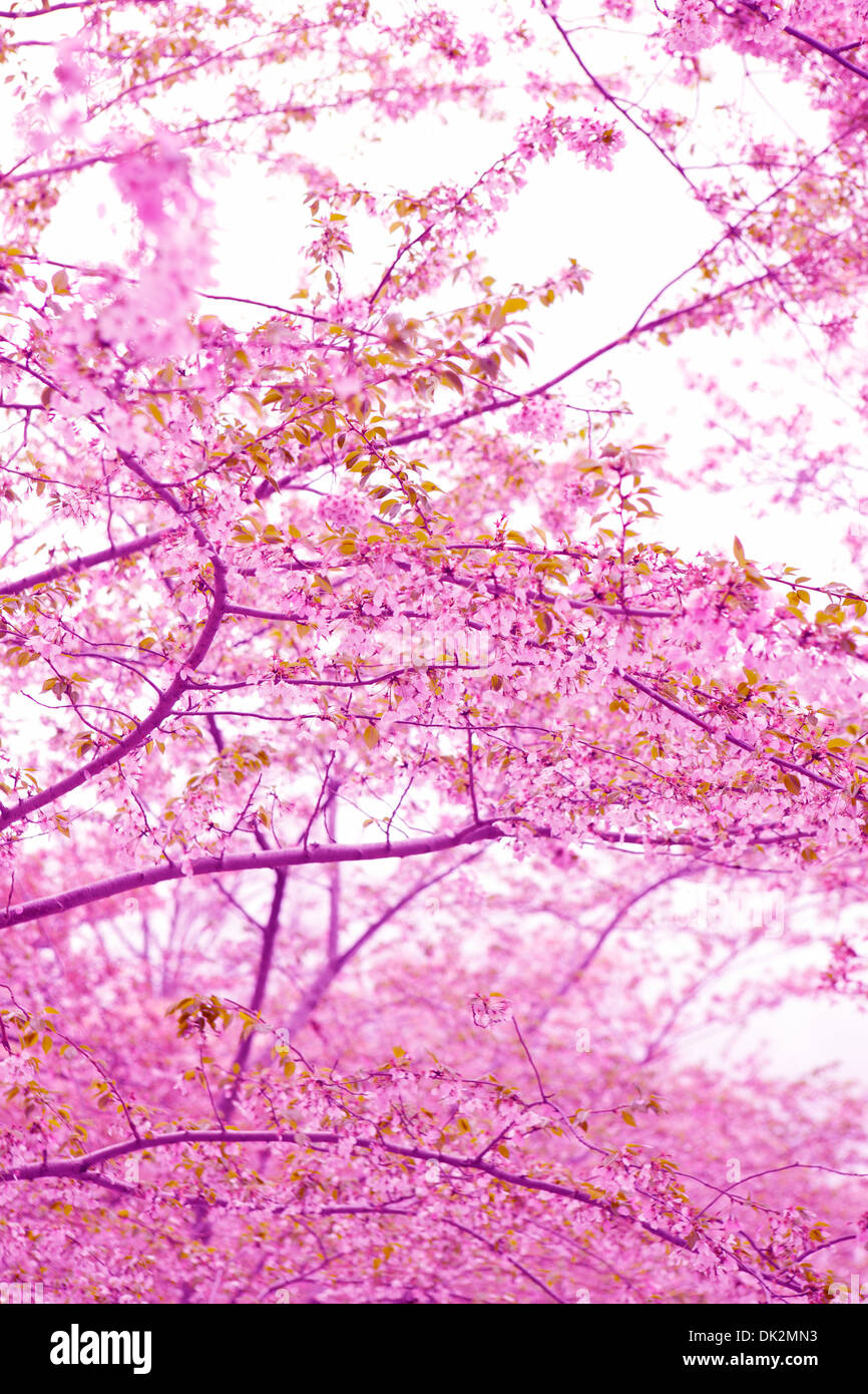Ángulo de visión baja de rosa de los cerezos en flor en primavera las ramas de un árbol Foto de stock