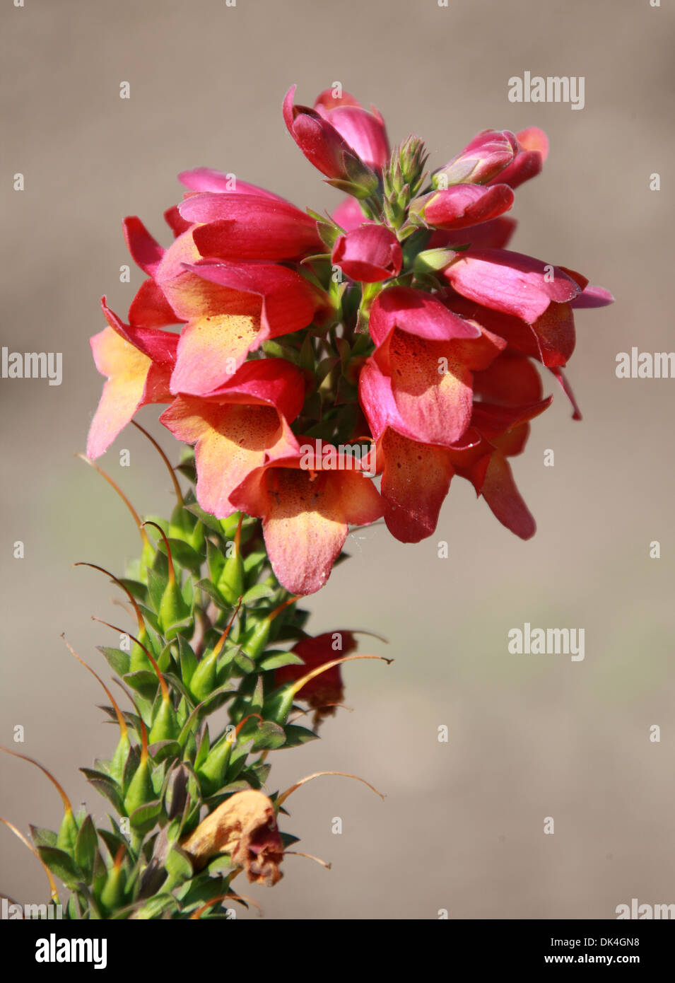 Foxglove Digitalis, 'iluminación' Rosa, Scrophulariaceae. Cultivar. Foto de stock