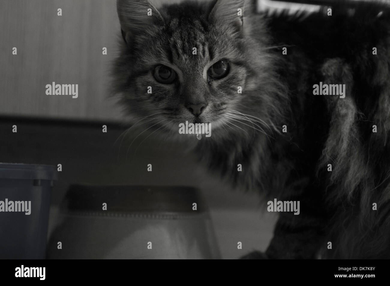 Mi Gato Gotea Agua Por La Boca Cat playing with water Fotos e Imágenes de stock - Alamy