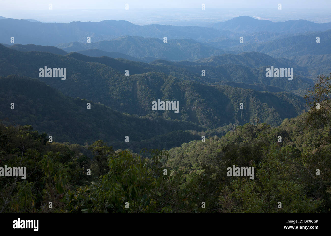 El bosque en la Reserva de la Biosfera El Triunfo, en las montañas de