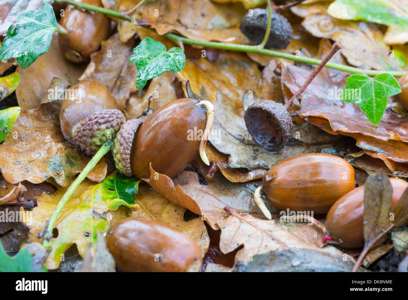 English Oak, Quercus robur, acorn germinaring piso en Woodland, Norfolk, Inglaterra, Novemeber Foto de stock
