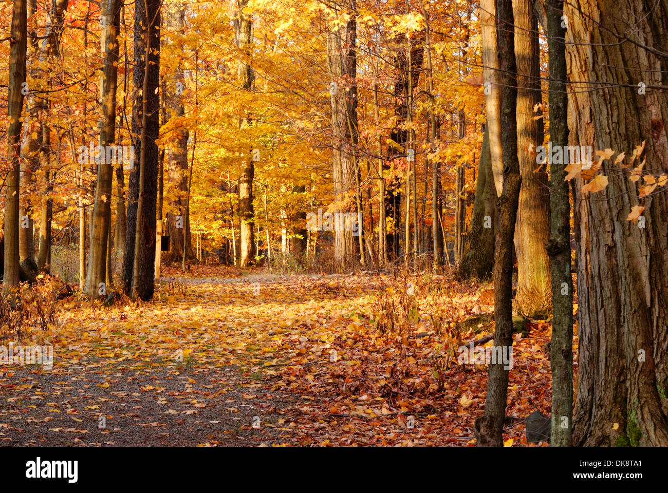 Otoño Nature Trail en el noreste del estado de Nueva York. Foto de stock