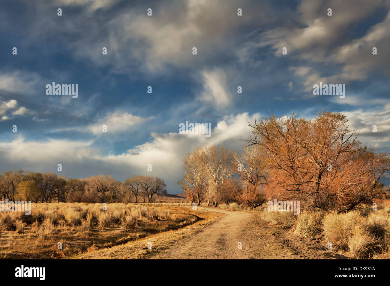 Camino de tierra en el desierto alto de luz del atardecer con árboles y nubes. Foto de stock