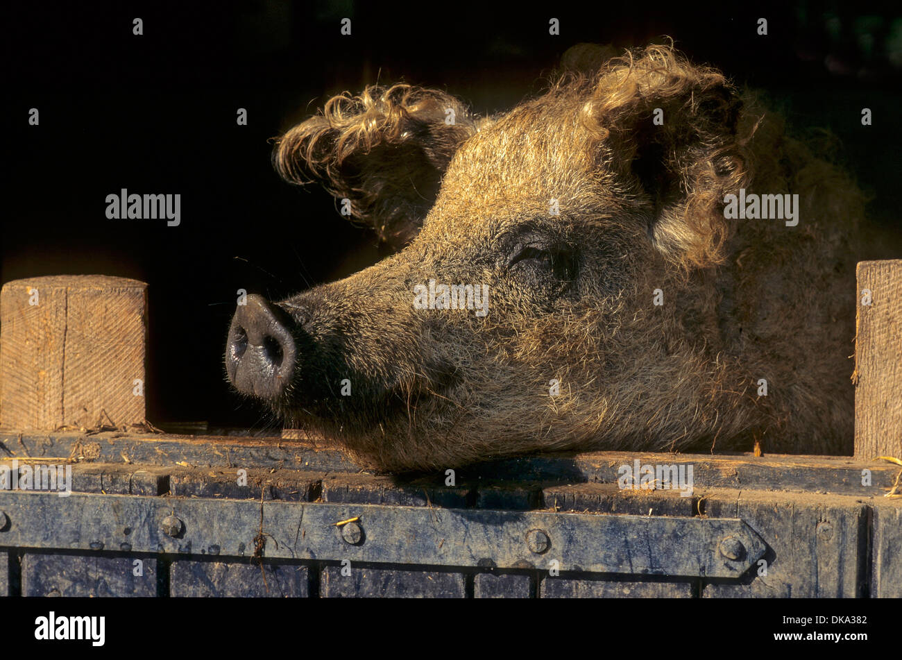 Mangalitsa, Mangalitza, Mangalica, rizado pelo-hog Mangalica-Schwein