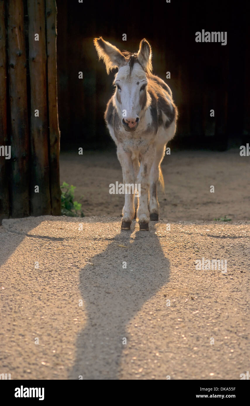 Esel, Zwergesel, in der Koppel, Sardinischer Hausesel, Asino Sardo, Cerdeña Foto de stock