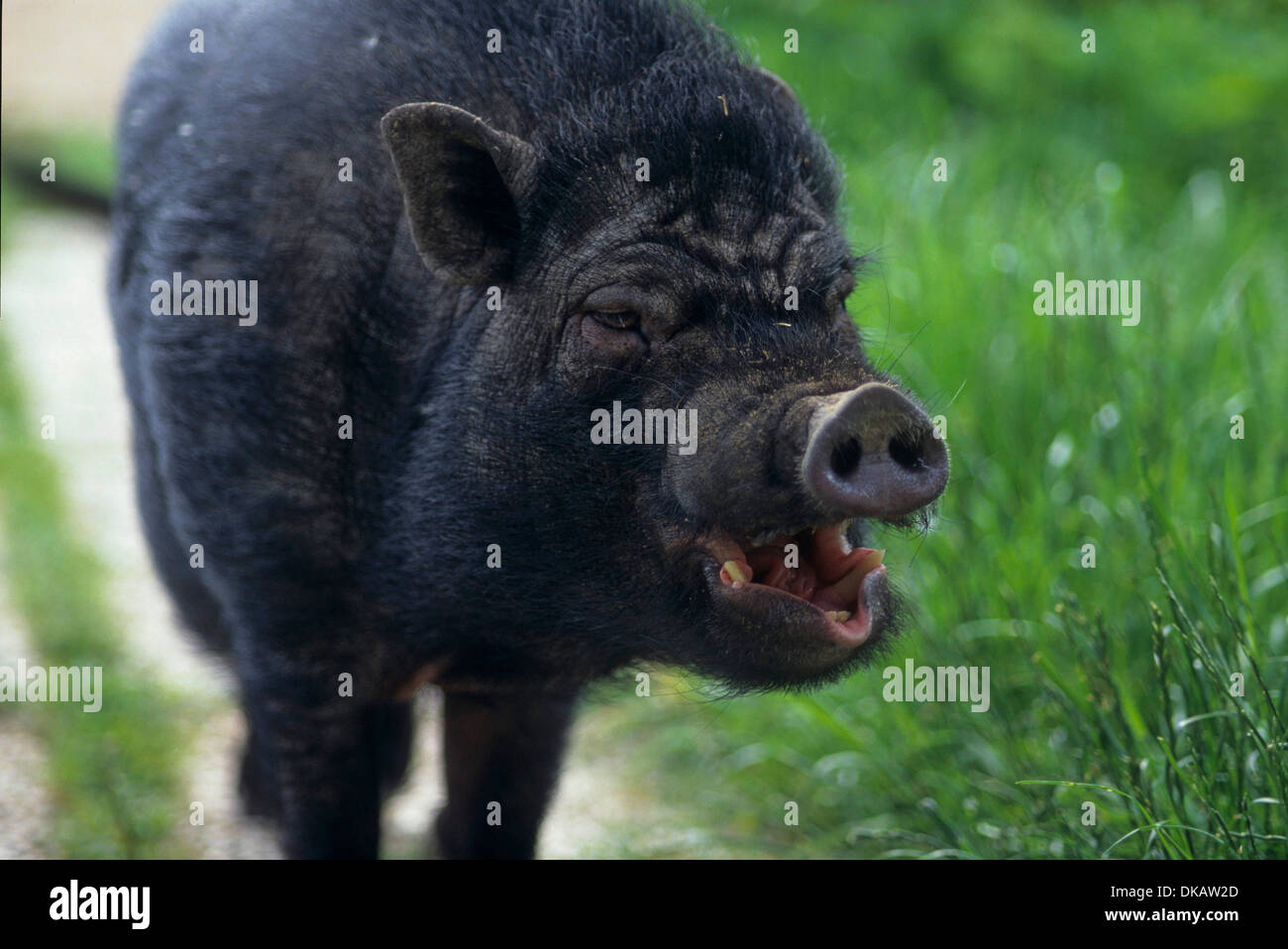 Tan barrigones cerdos, Vietnamesisches Hängebauchschwein Hängebauchschwein Foto de stock