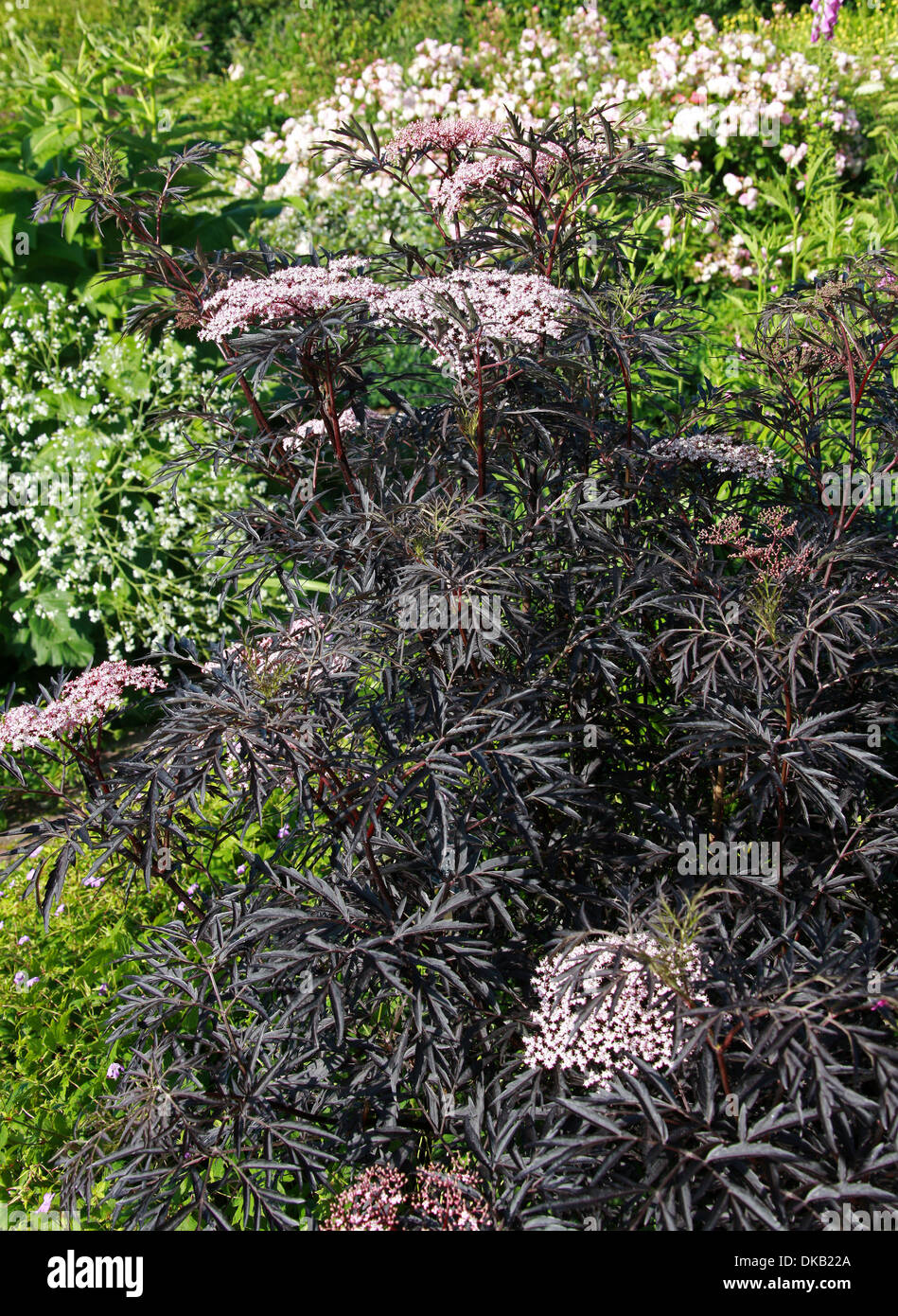 Encaje negro Elderberry, Sambucus nigra 'Black Lace', Adoxaceae. Foto de stock