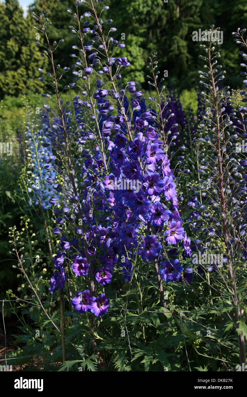 Delphinium "después de medianoche", Ranunculaceae. Aka. Larkspur. Todas