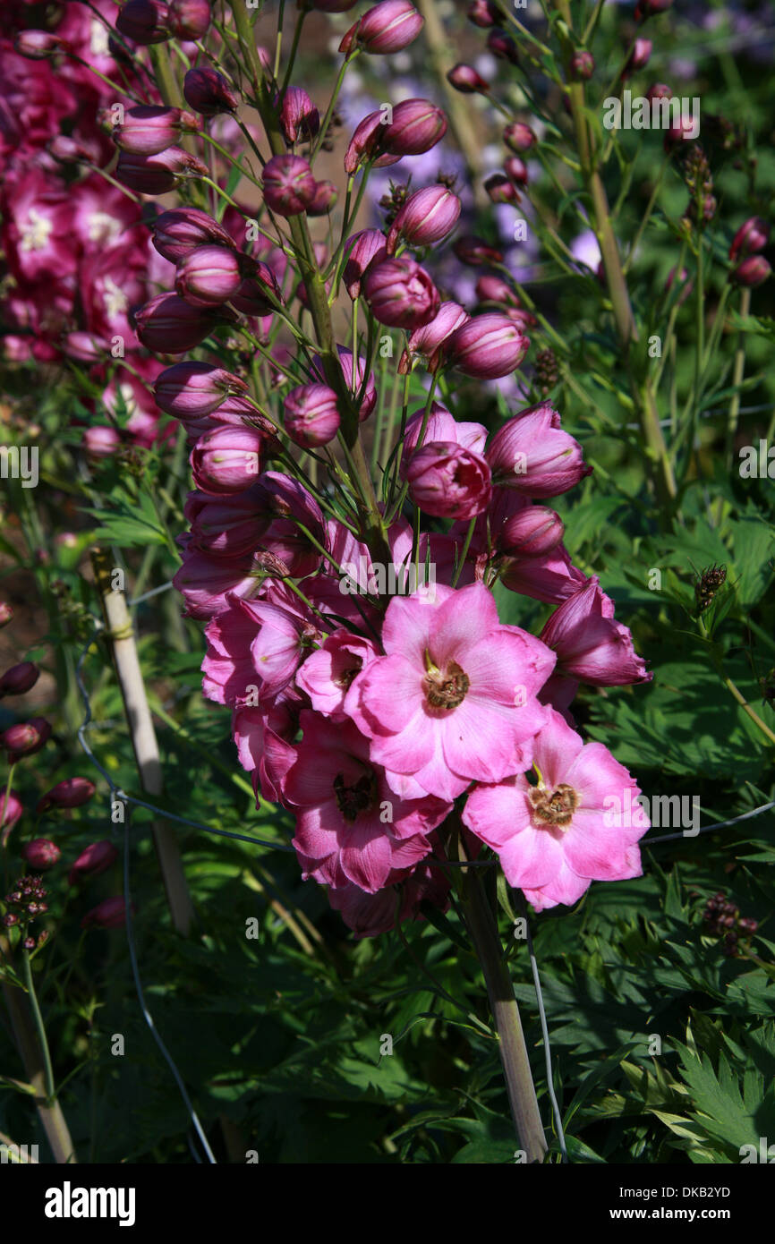 "Delphinium dg GW6', Ranunculaceae. Aka. Larkspur. Todas las partes de