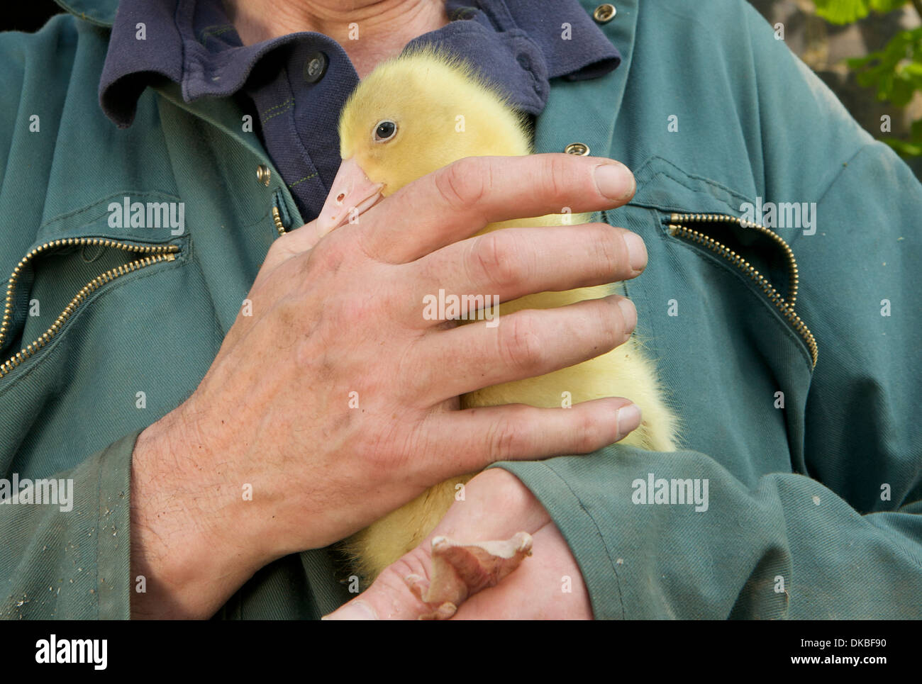 Hombre sujetando un gosling, Herefordshire, Reino Unido Foto de stock
